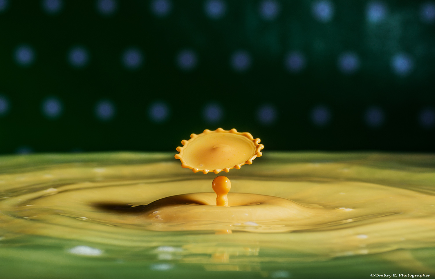 wild mushroom