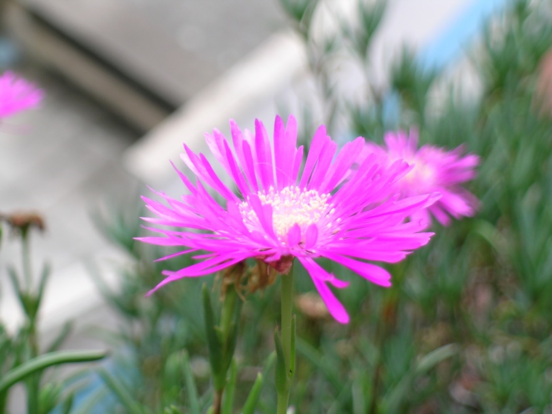 flower1