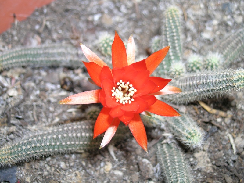 flower2