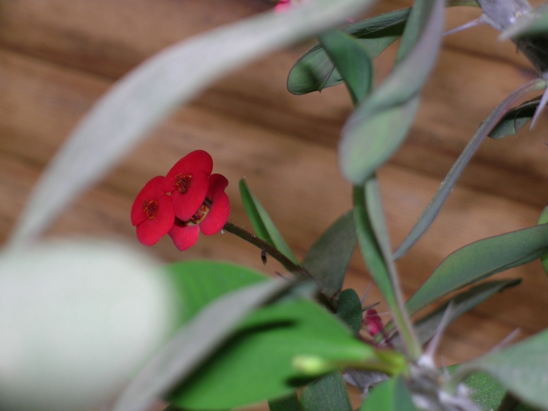 flower3