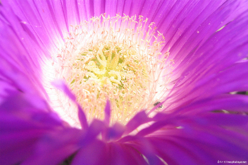seaflower