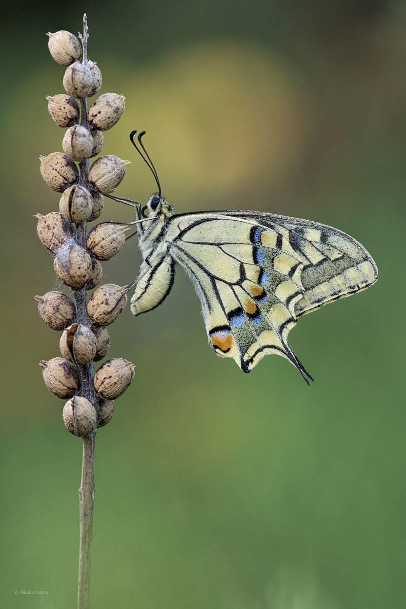 MACRO