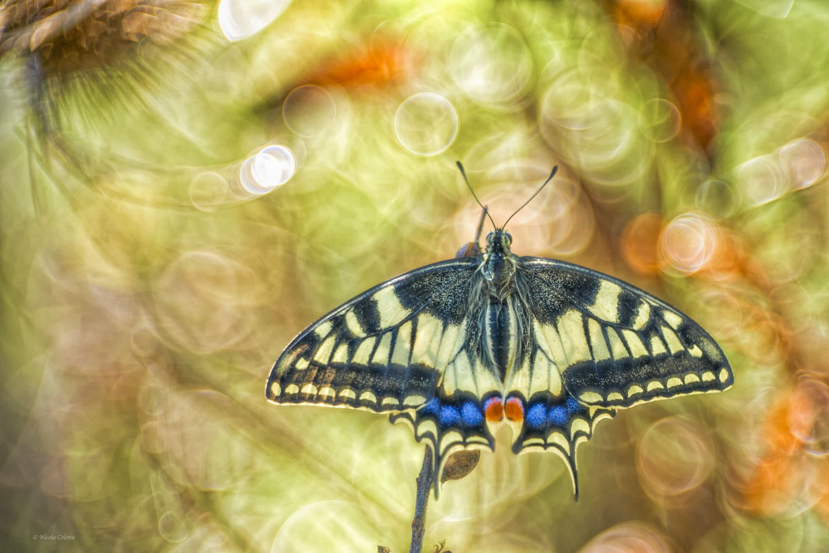 MACRO