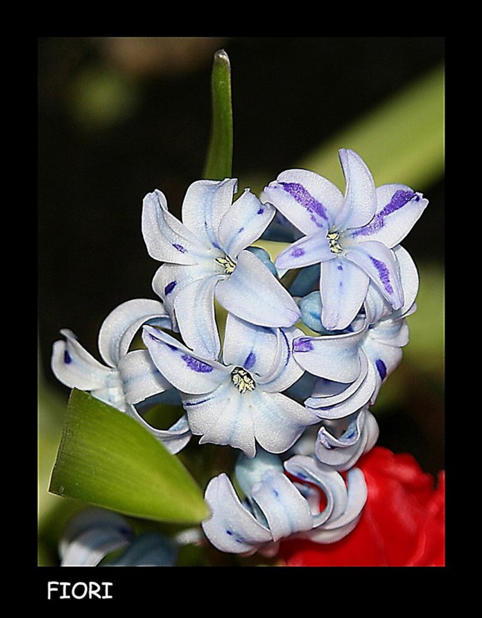 Fiori