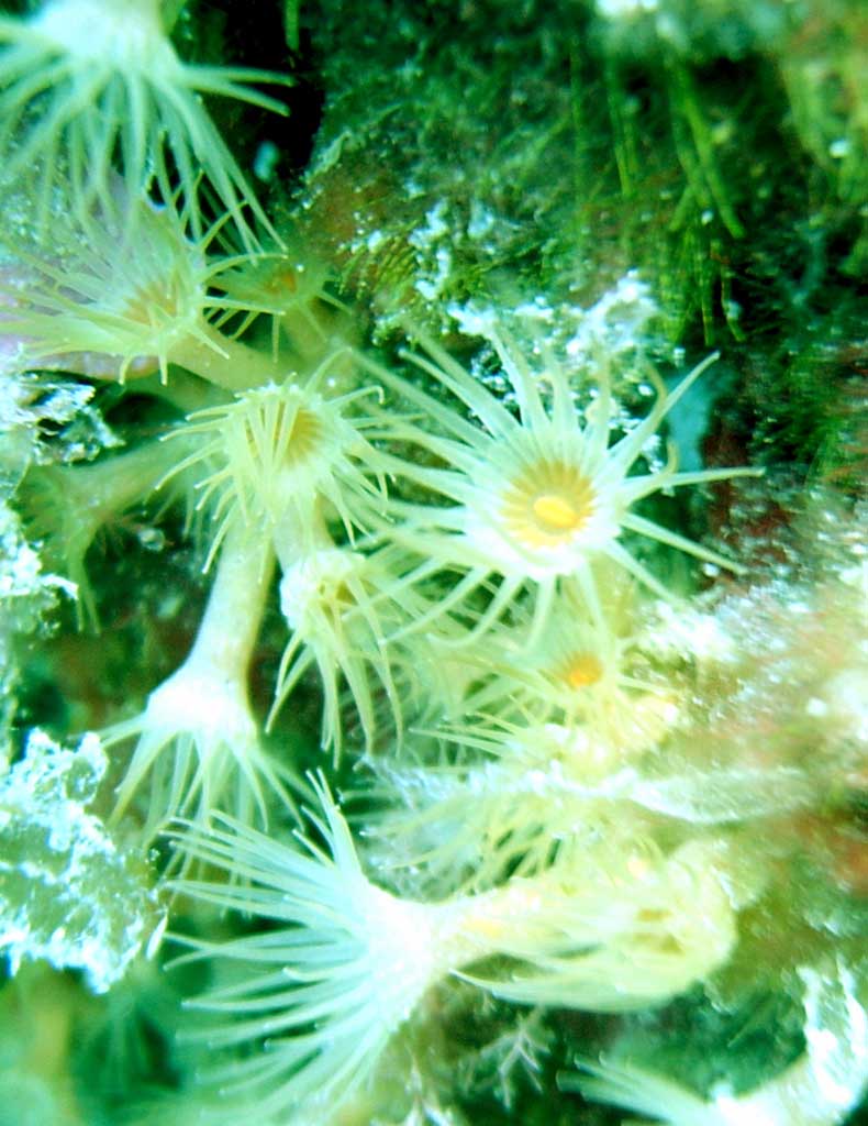 margherite