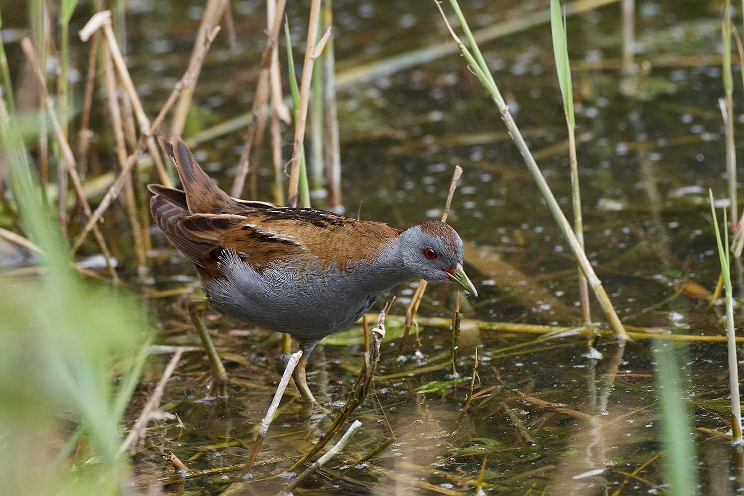 Schiribilla