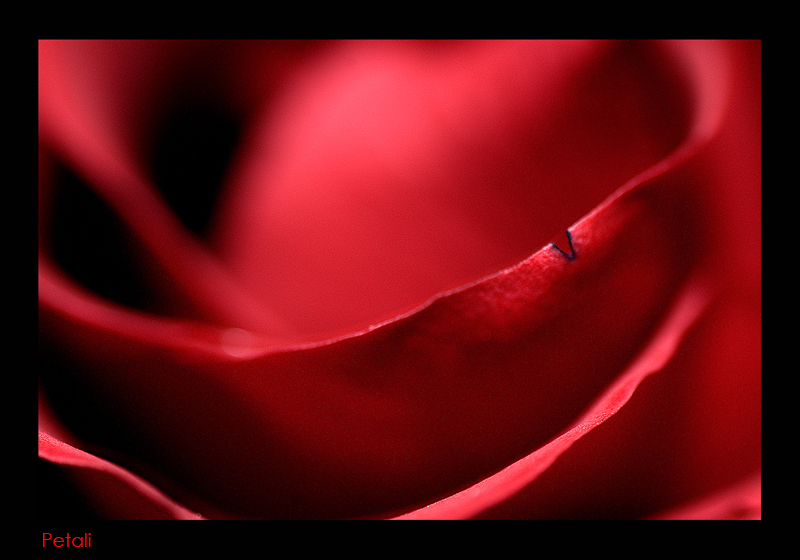 Petali
