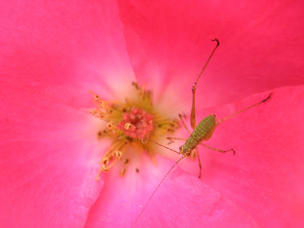 insetto verde