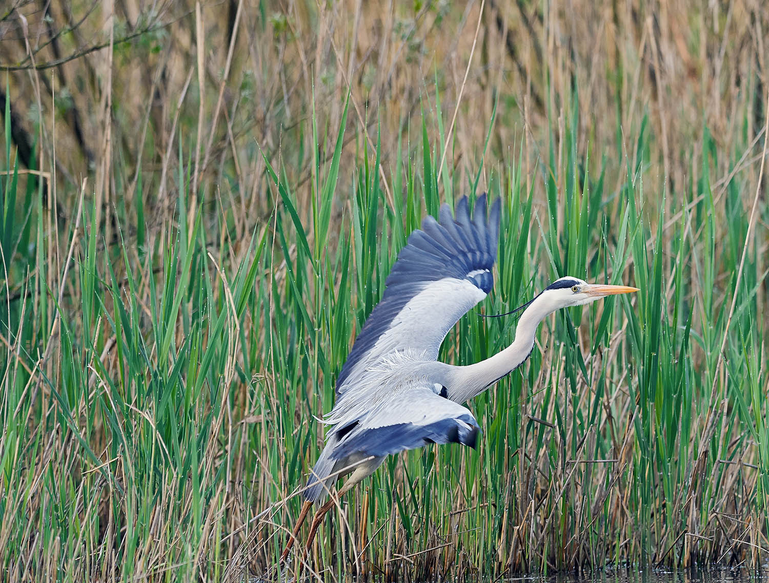Airone cenerino