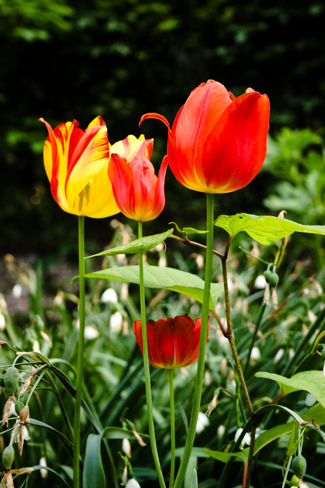 La Primavera belle ci fa
