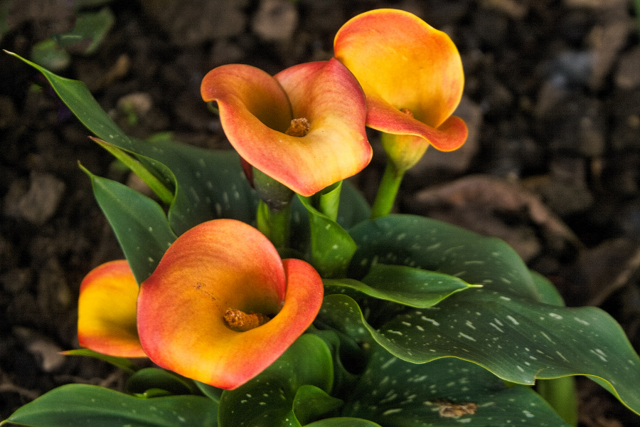 St