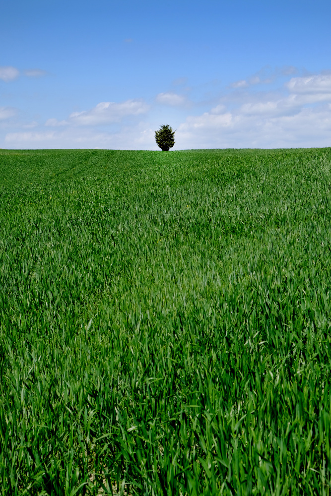 Albero nel verde