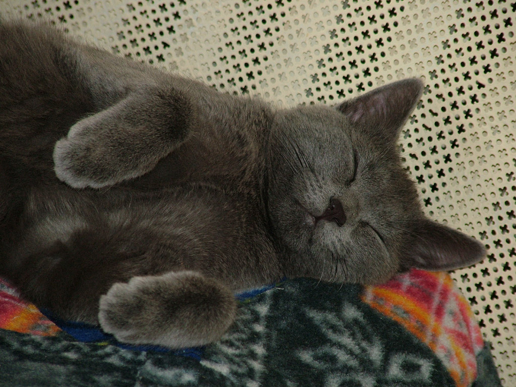Gatto