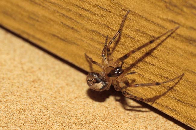 aracnofobia