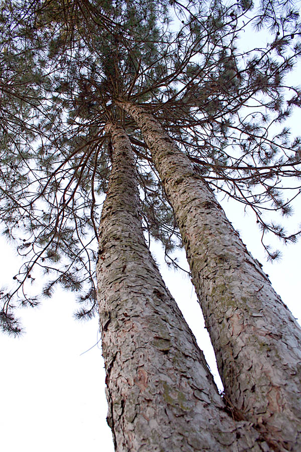 prospettiva d'alberi