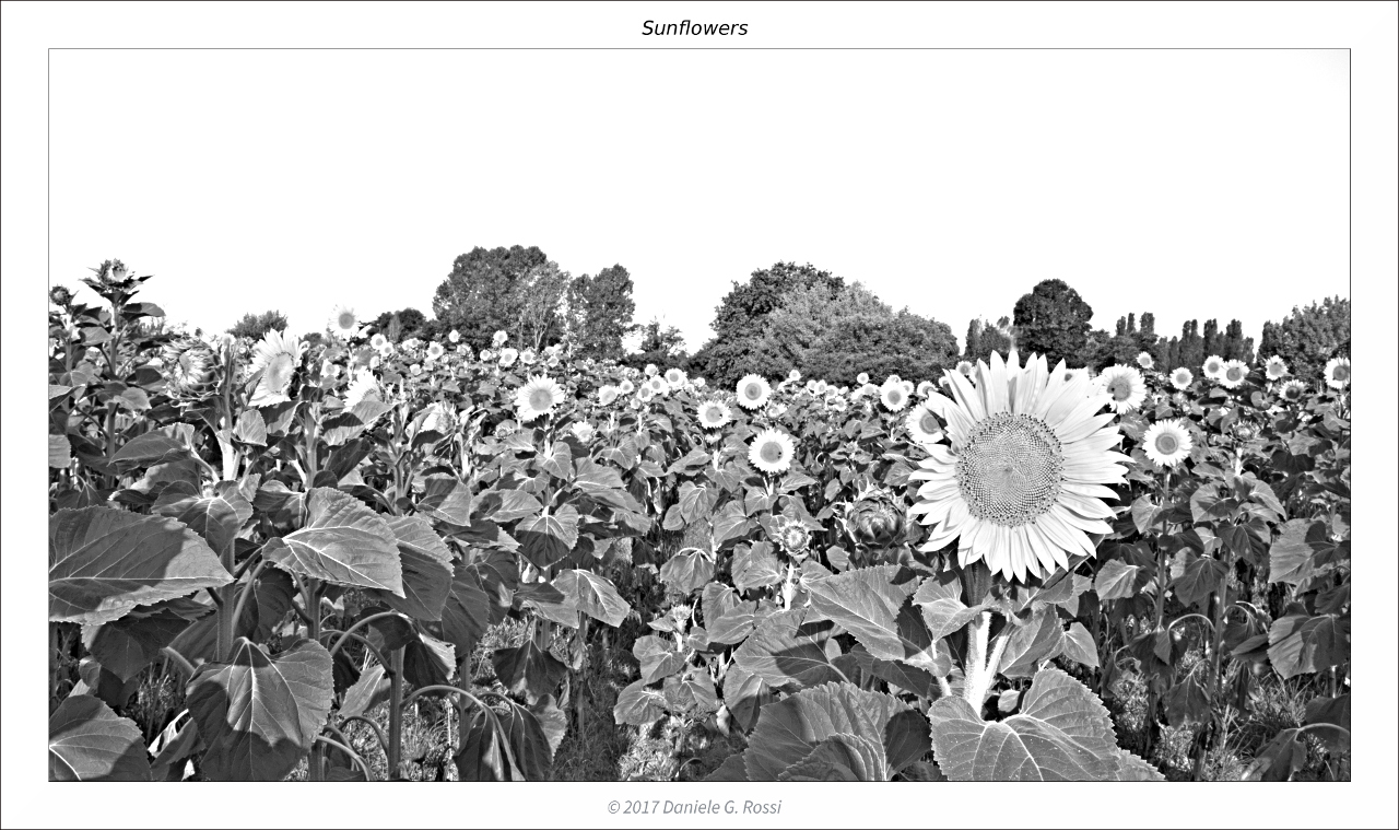 Girasoli 02