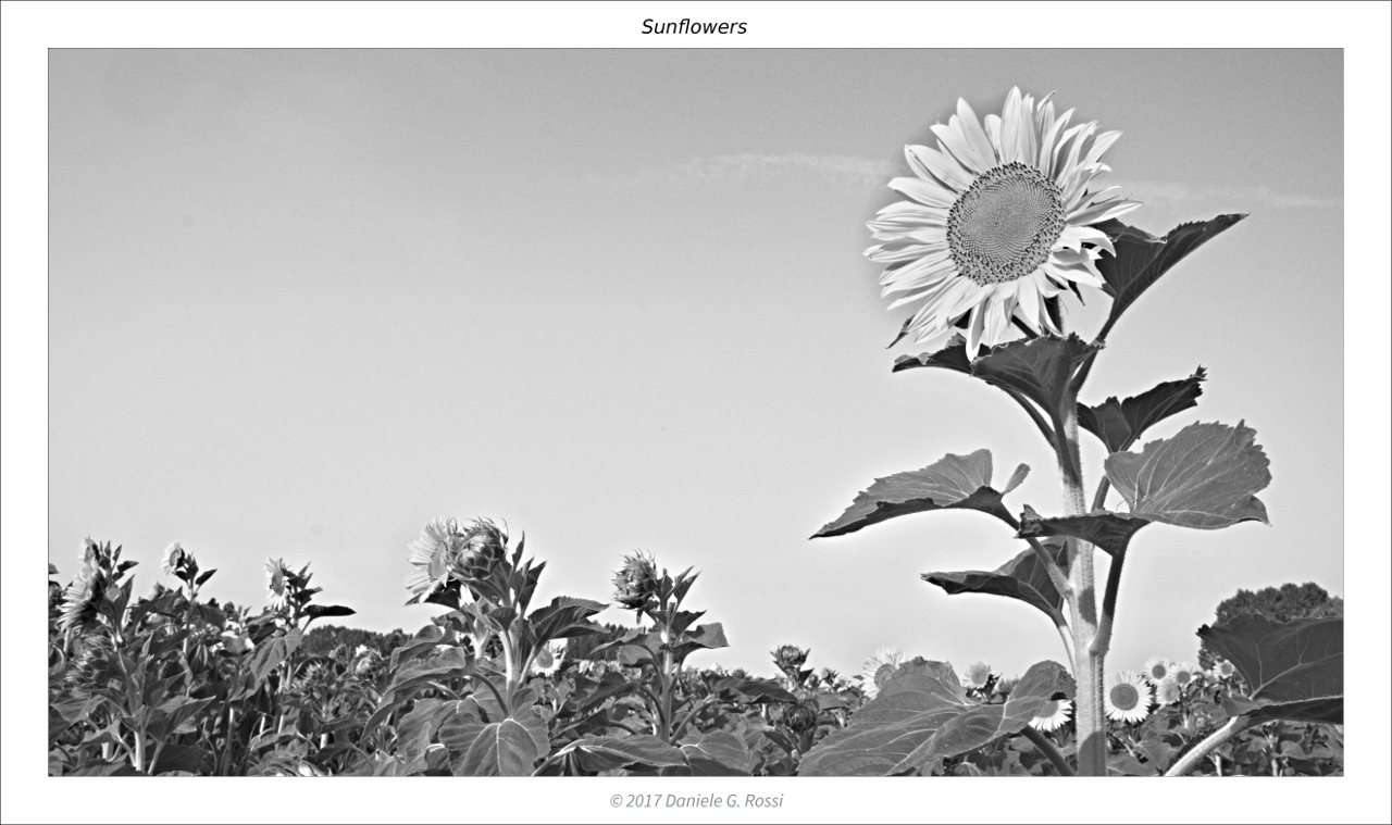 Girasoli 03