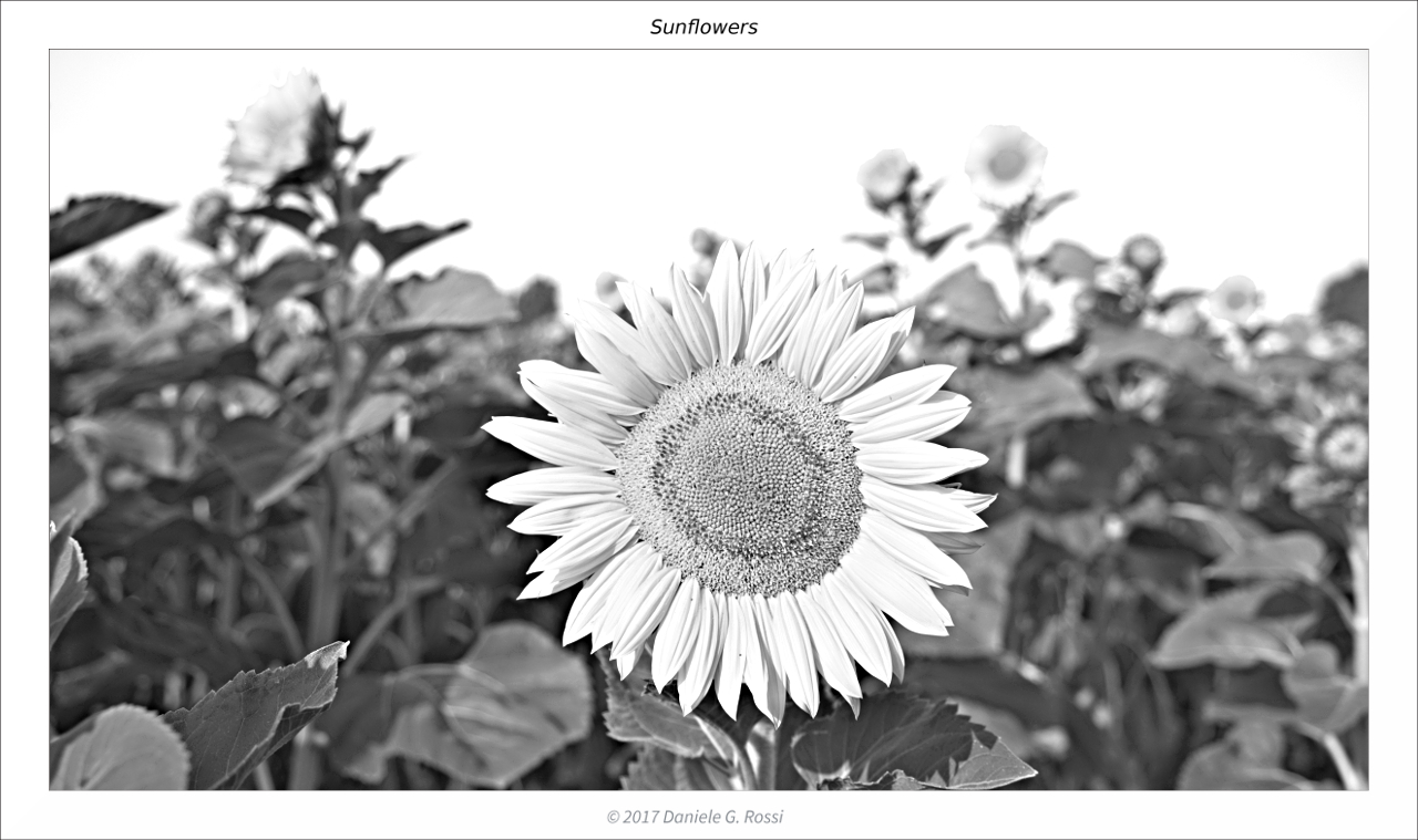 Girasoli 04