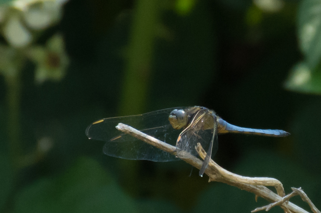 Libellula