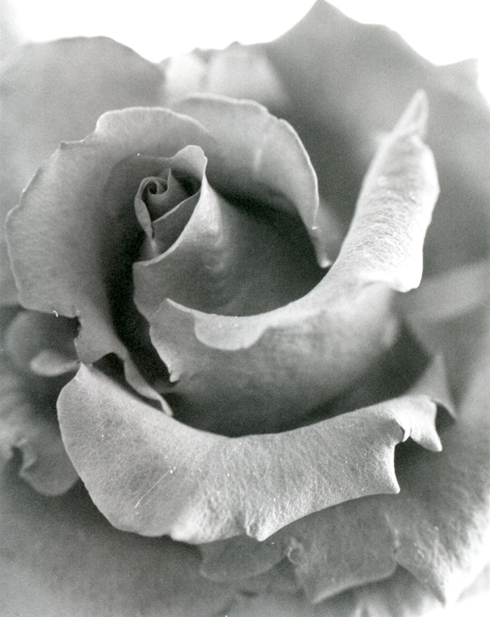 Rosa Macro B/W