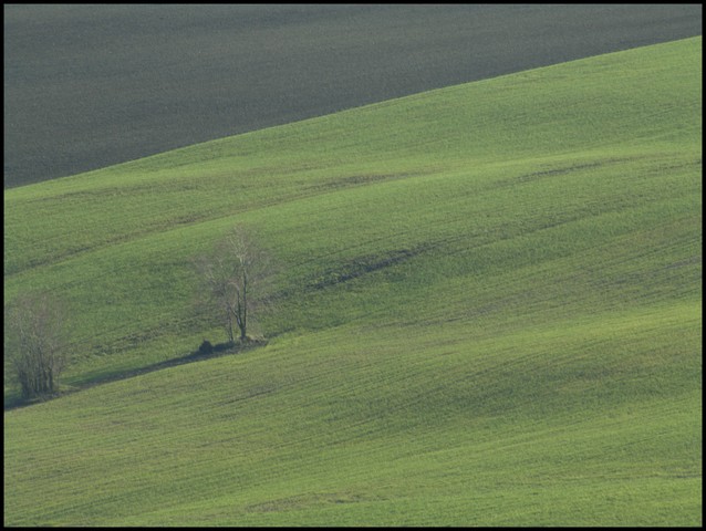 grano