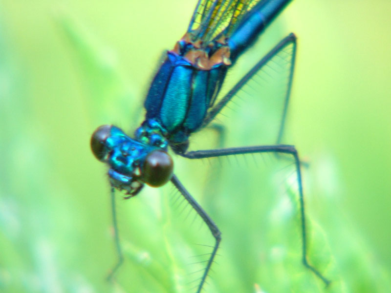 libellula