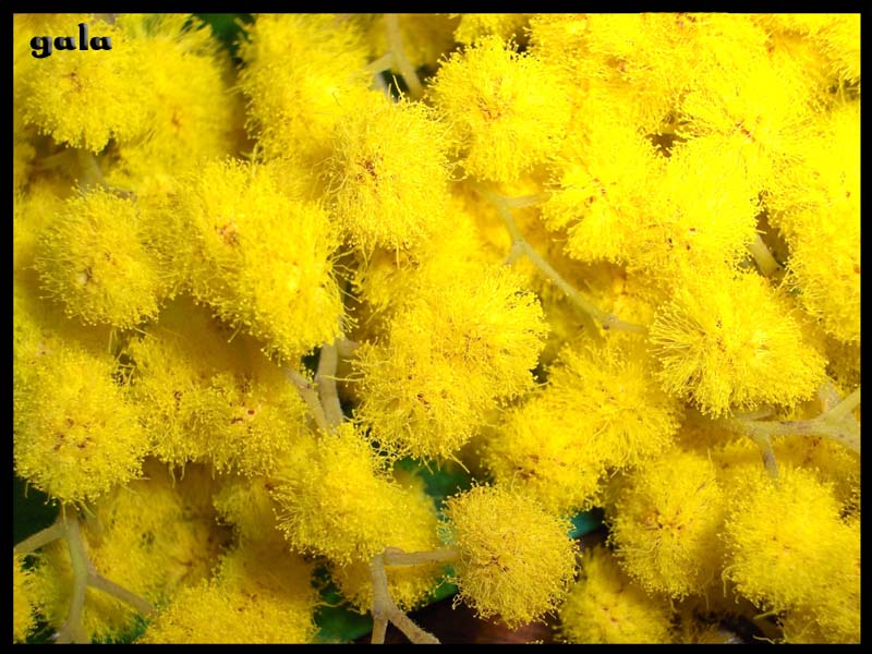 Mimosa