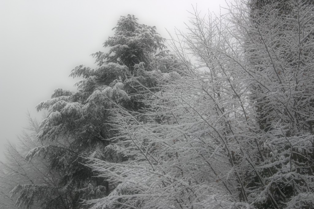 Nevicata a Torino 14