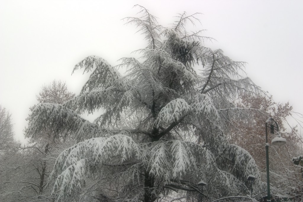 Nevicata a Torino 10