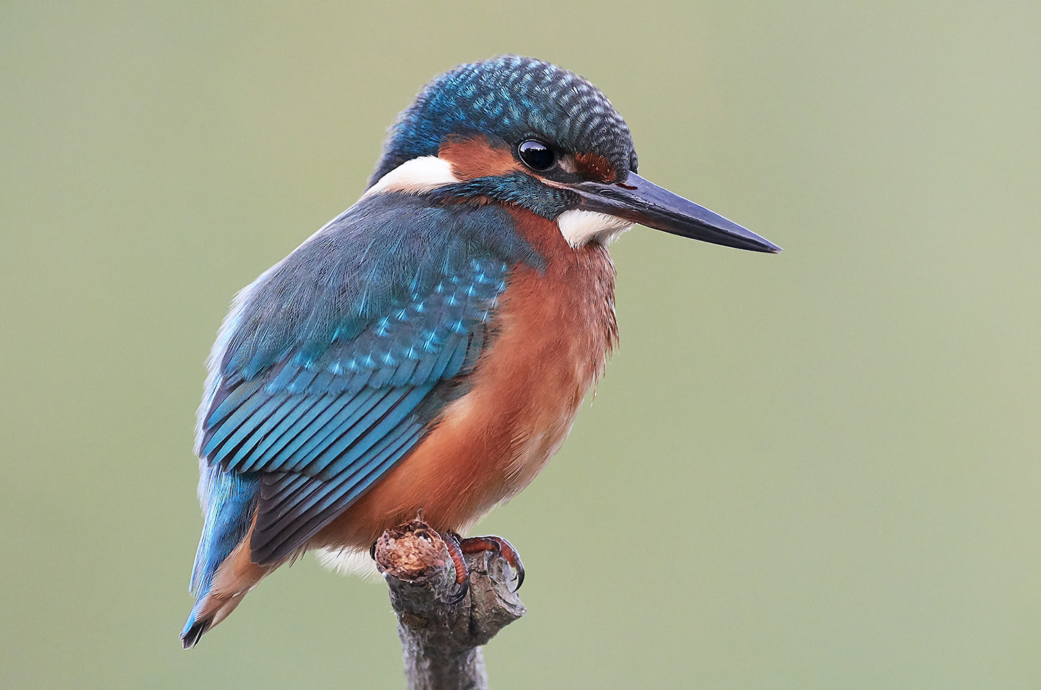 Kingfisher