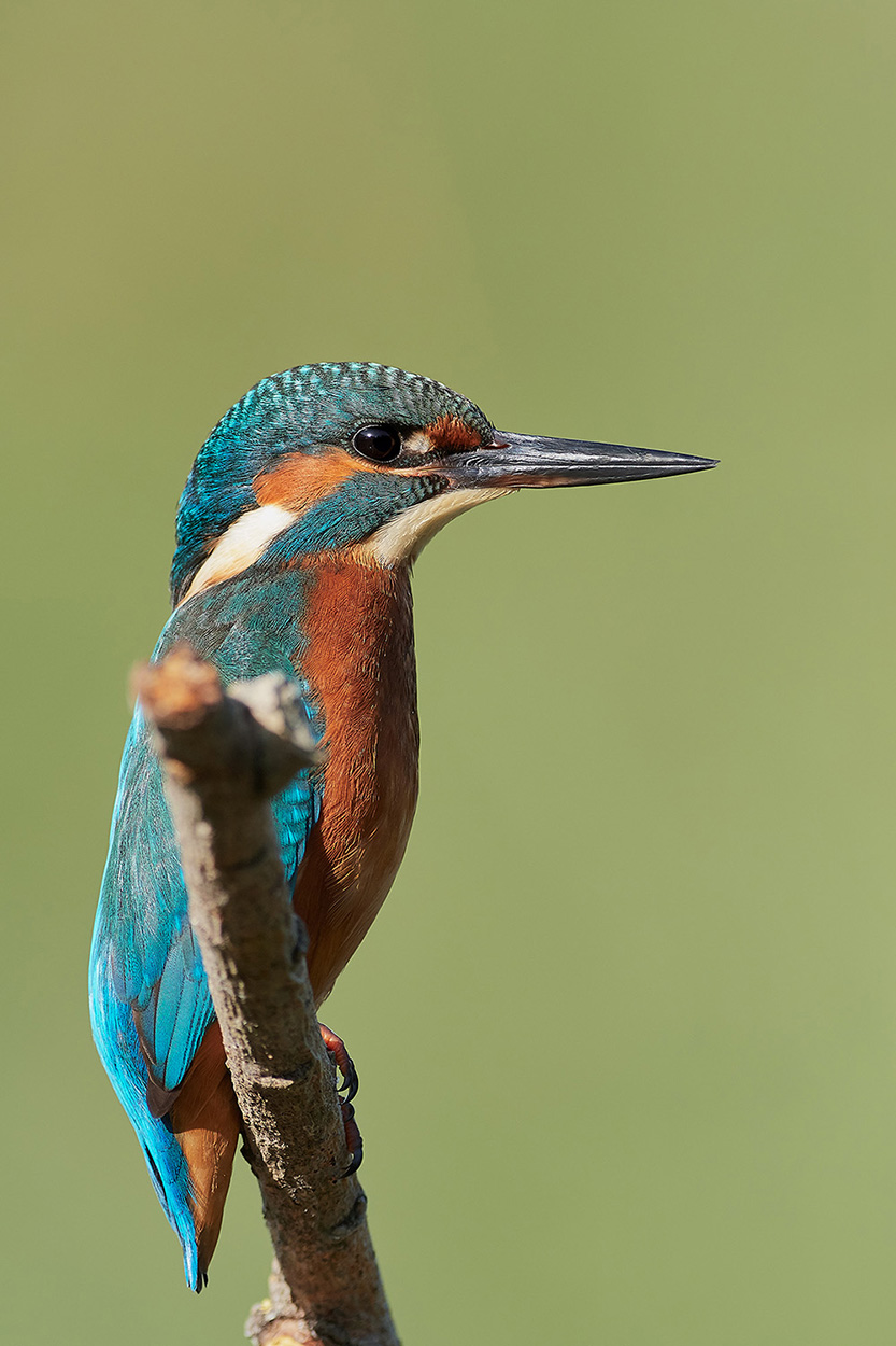 Kingfisher
