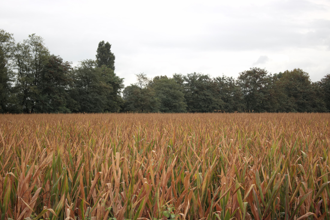 Parco Agricolo Sud Milano