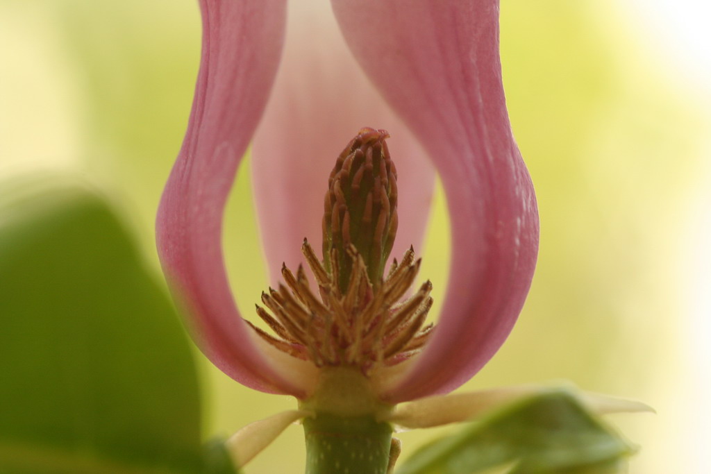 fiore