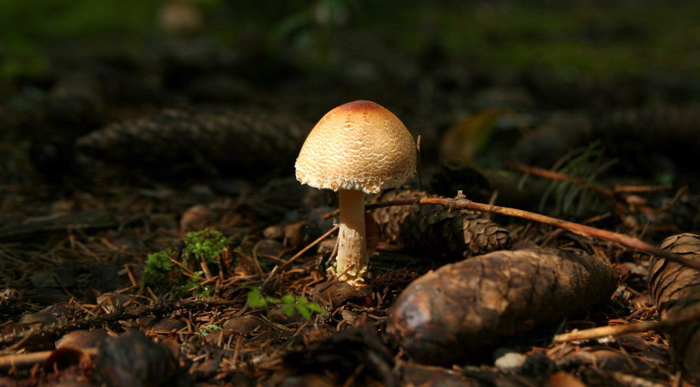 fungo_2