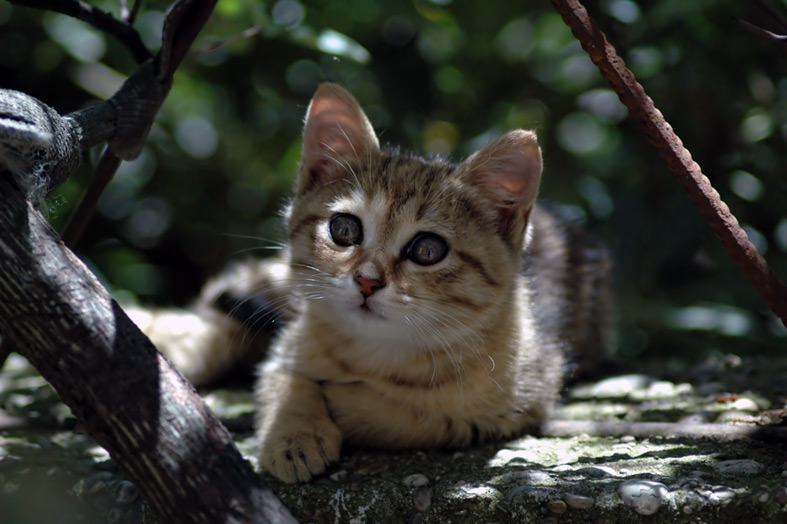 meow