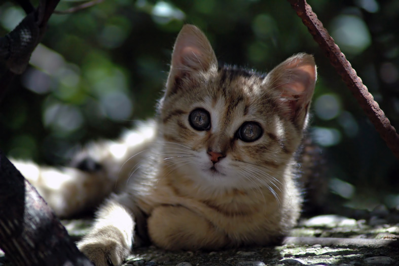 meow2