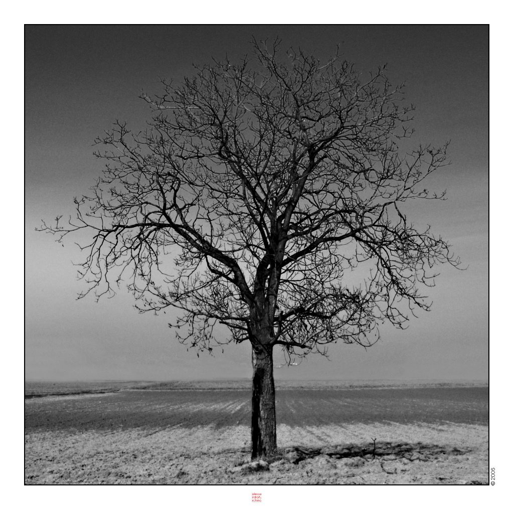 Albero