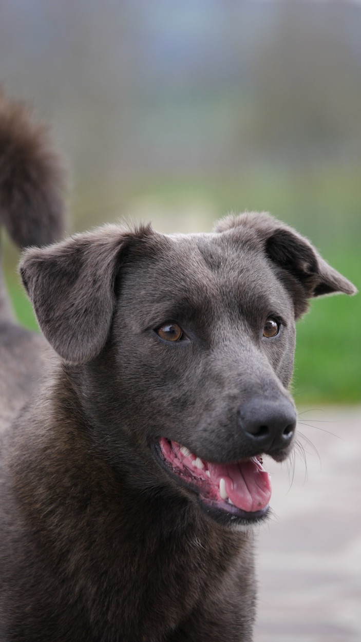 Axel