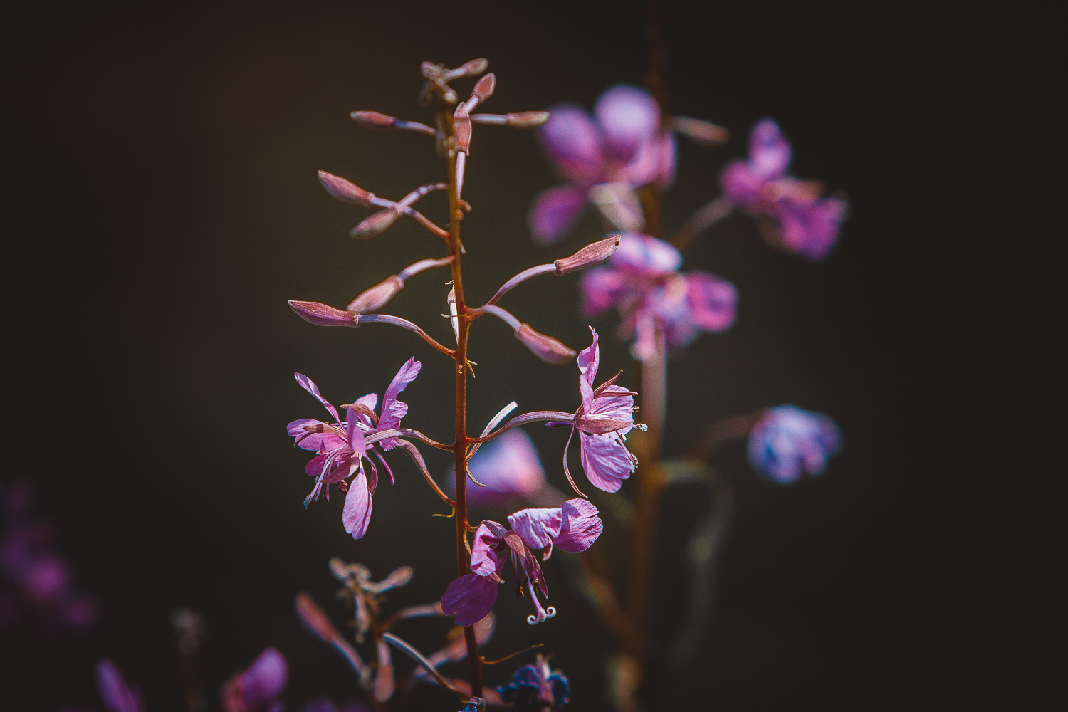 Fiori