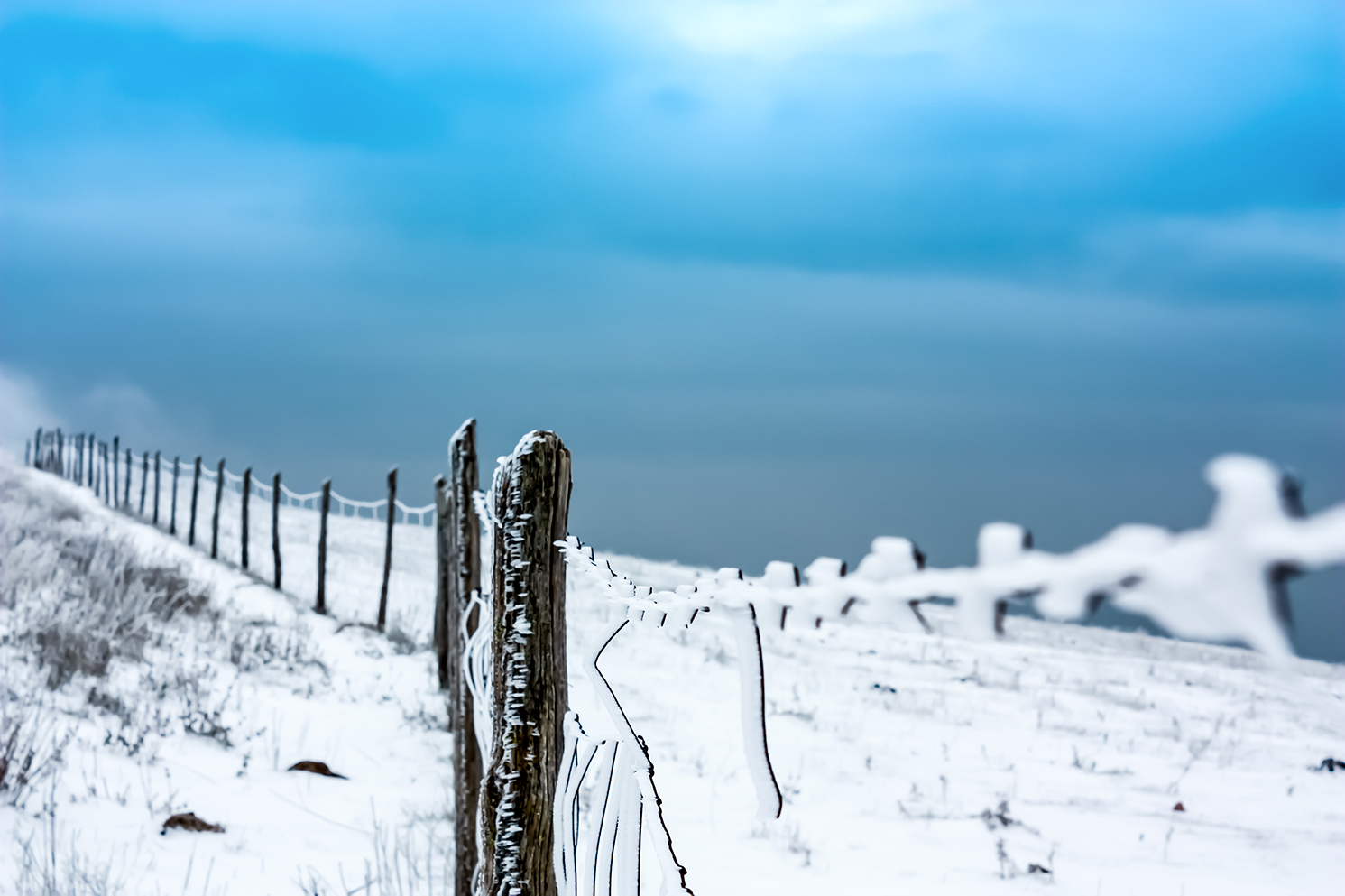 neve