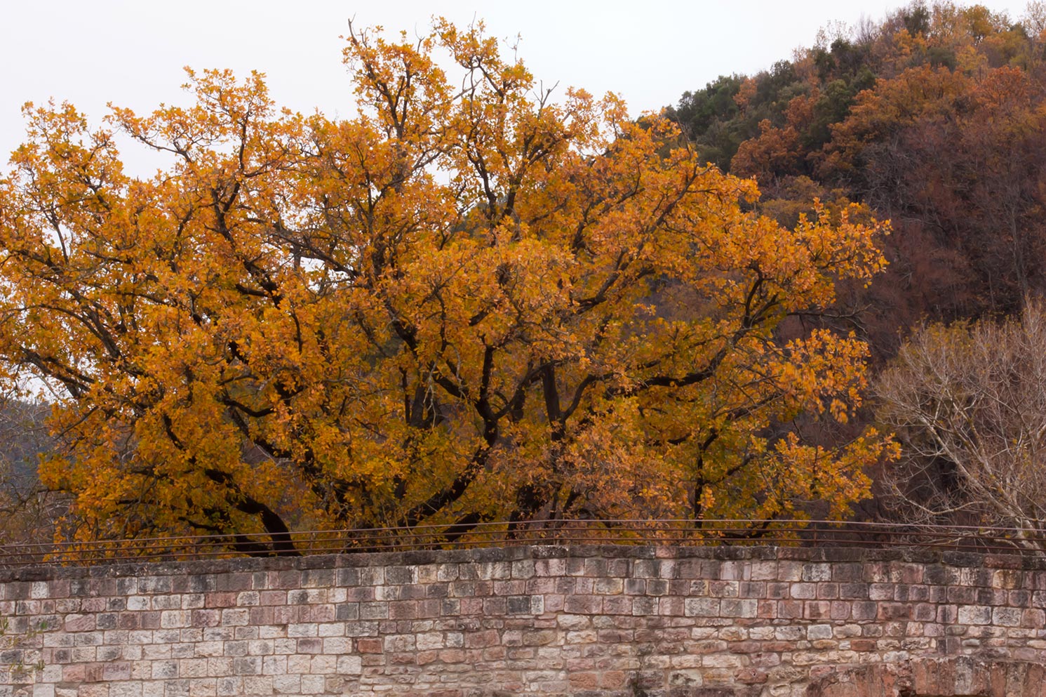 Quercia