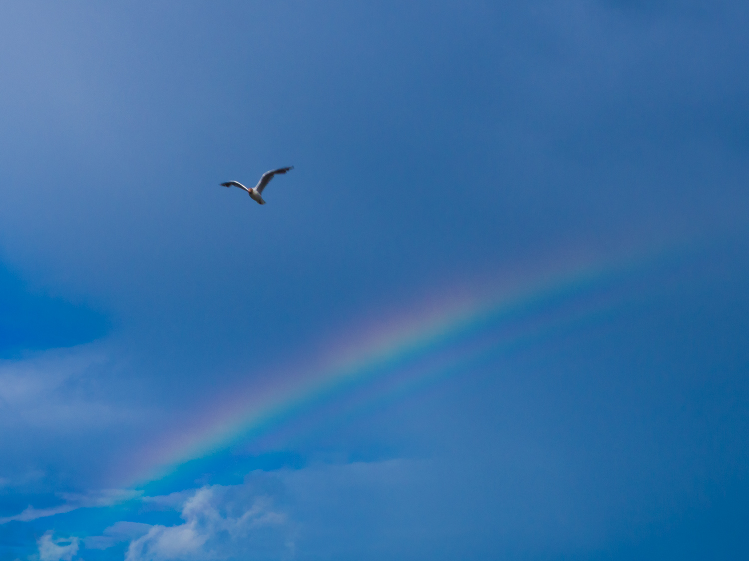 Gabbiano ed arcobaleno