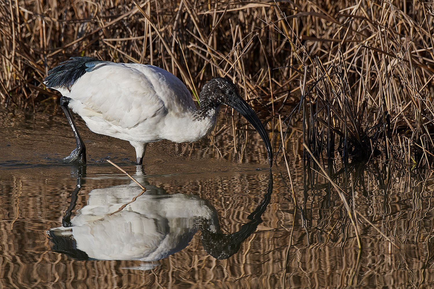 Ibis sacro