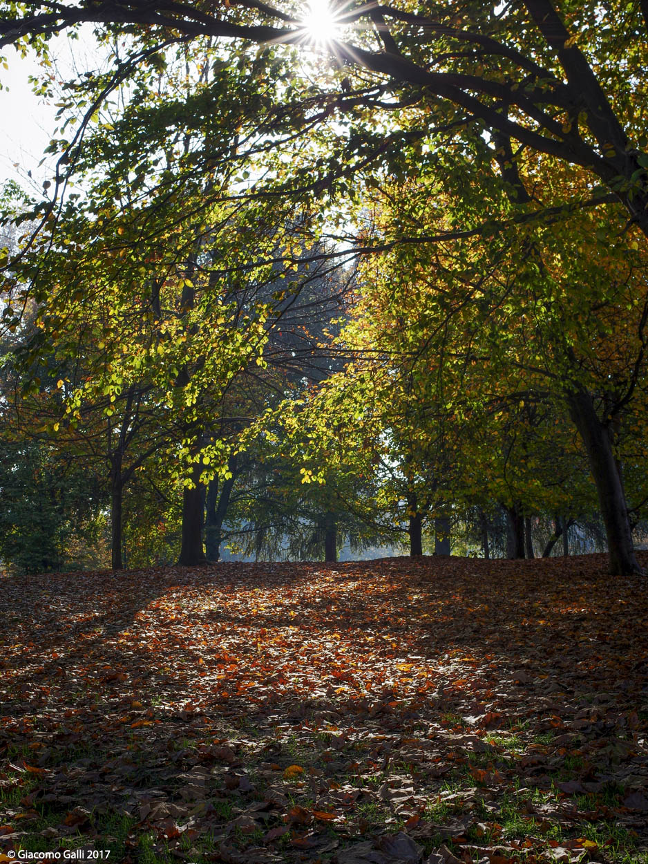 Autunno al parco Sempione