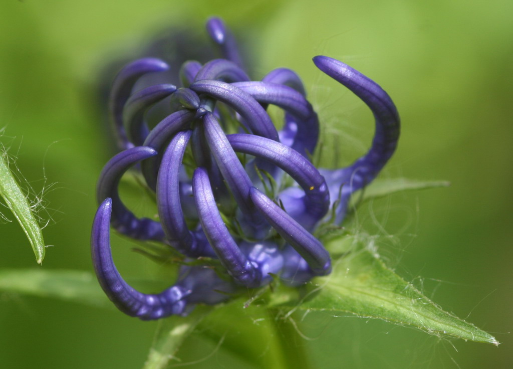 fiore