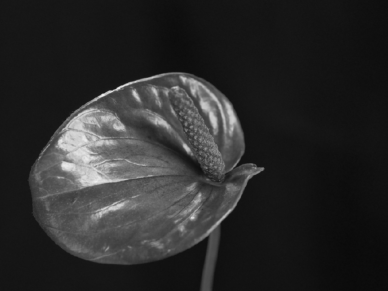 Anthorium