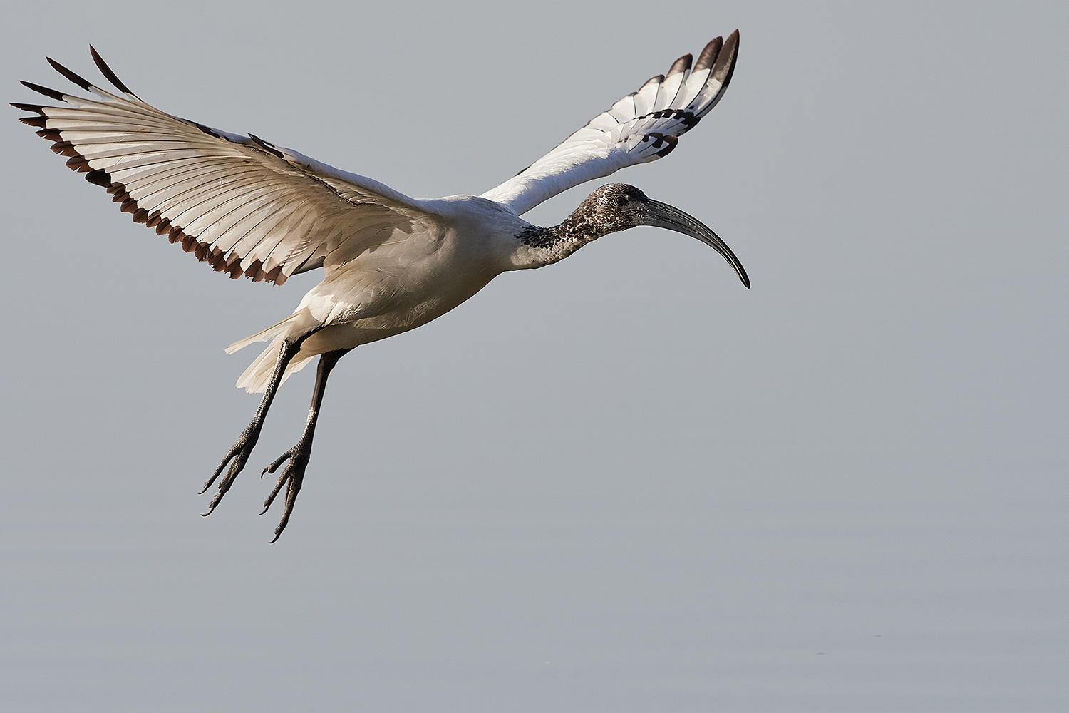 Ibis Sacro
