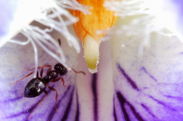 Violetta primaverile e vita all'interno