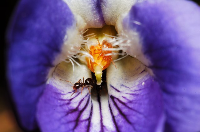 Violetta primaverile e vita all'interno