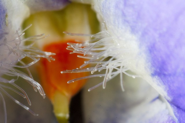 Violetta primaverile e vita all'interno